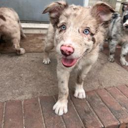 Sunnie - Red merle female Australian Shepherd puppy in Rose Hill, North Carolina from Motega Australian Shepherds