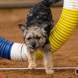 Border Terriers from Hardtack
