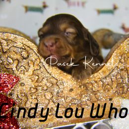 Dachshund Puppies from Pasek Kennels
