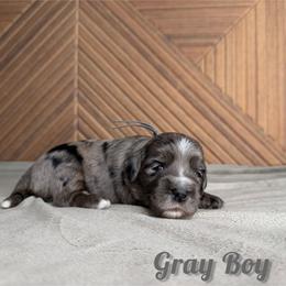 Gray Boy - Blue merle male Bernedoodle puppy in Modesto, California from Two Doods Doodles