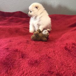 Pomeranian and Yorkshire Terrier Puppies from Melrey's paws