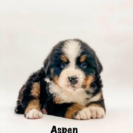 Aspen - Black rust and white female Bernese Mountain Dog puppy in Hudson, Indiana from TurkeyCreek-K9