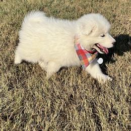 Samoyed Puppies from Morning Star Samoyeds