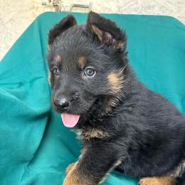Black tan boy - Black and tan male German Shepherd puppy in Jennings, Kansas from Lost Creek German Shepherds LLC