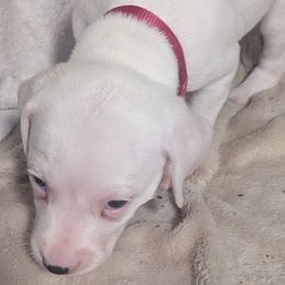 Girl 1 Deko Pink Collar - White and black female Dalmatian puppy in Sebring, Florida from God It Covered In Spots Dalmatians