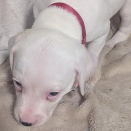 Girl 1 Deko Pink Collar - White and black female Dalmatian puppy in Sebring, Florida from God It Covered In Spots Dalmatians