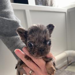 Robin - Black and tan female French Bulldog puppy in Warm Springs, Arkansas from Seven Hills Arkansas