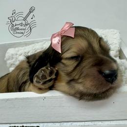Lark - Cream female Dachshund puppy in Pulaski, Tennessee from Billboard Doxies