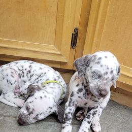 Dalmatian Puppies from RMS Dalmatians