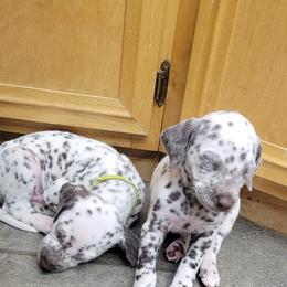 Dalmatian Puppies from RMS Dalmatians