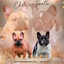 Chili - French Bulldog