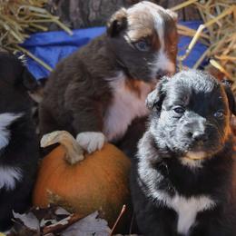 Australian Shepherd Puppies from SNB Aussies