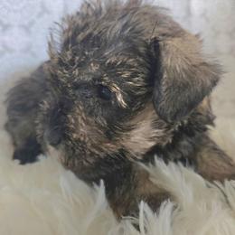 Artemis - Salt and pepper female Miniature Schnauzer puppy in Titusville, Florida from Alysha's Grandbabies