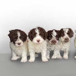 Lagotto Romagnolo Puppies from NewBliss