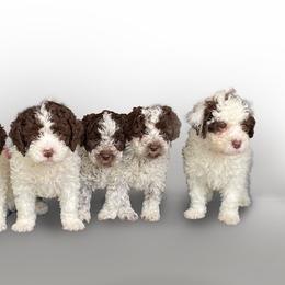 Lagotto Romagnolo Puppies from NewBliss
