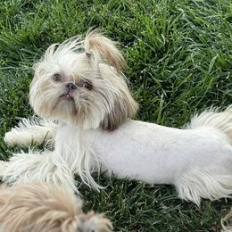 Lea - Shih Tzu