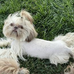 Lea - Shih Tzu