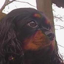 Hudson  - Cavalier King Charles Spaniel