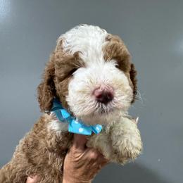 Blue - Yellow and white male Bernedoodle puppy in Petersburg, Michigan from Brittany’s Mini Bernedoodles