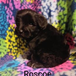 Roscoe - Black male Miniature Schnauzer puppy in Midland, Texas from Shebbies Puppy Palace
