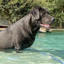 Ashlynn - Labrador Retriever