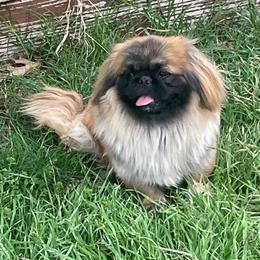 Max - Pekingese