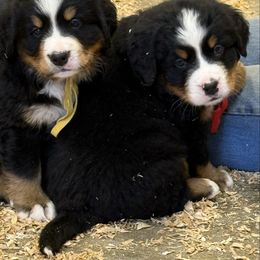 Boy 1 - Bernese Mountain Dog puppy from Canyon Meadows Farm