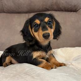Francis - Black and cream male Dachshund puppy in Jonesboro, Illinois from Twin Hills Dachshunds