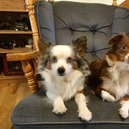 Miniature Australian Shepherds and Toy Australian Shepherds from Looney Farm’s Toy & Mini Aussies