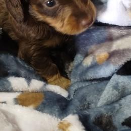 Mickey - Chocolate and tan male Dachshund puppy in Newcomerstown, Ohio from Rose's Dachshunds
