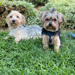 Yorkshire Terrier Puppies from Sunshine Yorkies