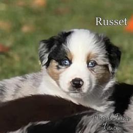 Russet - Blue merle male Miniature American Shepherd puppy in Ellensburg, Washington from Wiggle Rump Ranch