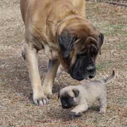 Mastiff Puppies from Two Ponds Mastiffs
