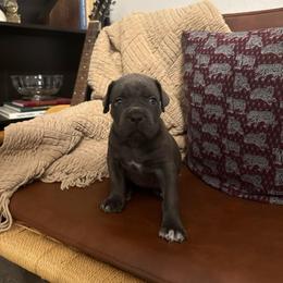 Stormi - Gray female Cane Corso puppy in Utah from 3Lake Kennelz