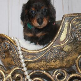 Milo - Chocolate and tan male Dachshund puppy in Collins, Georgia from Liberty Longhair Dachshunds