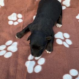 Ana - Black tri female Miniature Australian Shepherd puppy in Stuart, Iowa from Arbor Hill Aussies