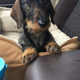 Dachshund All Grown Up from South Texas Teckels