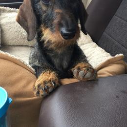 Dachshund All Grown Up from South Texas Teckels