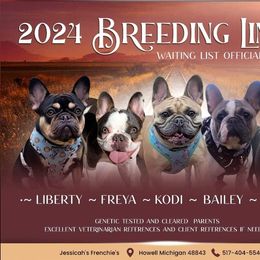 French Bulldog Puppies from Jessicah's Frenchies Michigan's French Bulldog Breeder