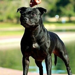 Dani - Staffordshire Bull Terrier