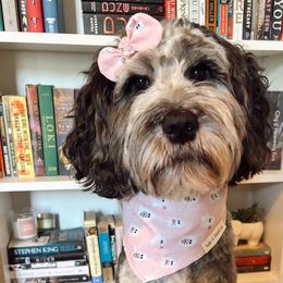 Olive - Goldendoodle