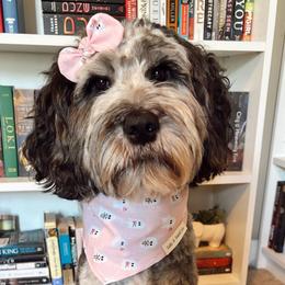 Olive - Goldendoodle