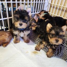Yorkshire Terrier Puppies from Little Yorkie World Texas