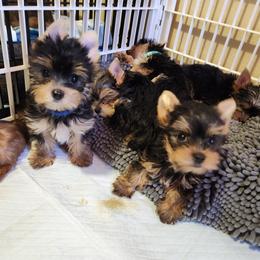 Yorkshire Terrier Puppies from Little Yorkie World Texas
