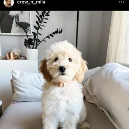 Goldendoodle Puppies from Carmel Classy Doodles