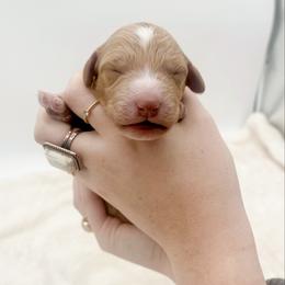 Whitmans - Red  male Goldendoodle puppy in North Carolina from Tuxedo Mountain Doodles