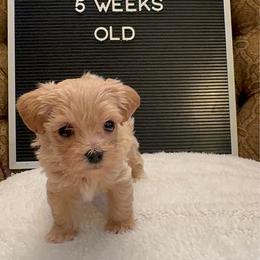 Georgie - Apricot male Maltipoo puppy in Wesley Chapel, Florida from Pepper Patch Puppies