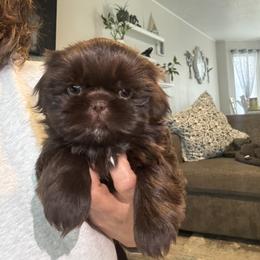 Shih Tzu Puppies from Butterfly Shih Tzu Pups