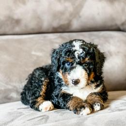 Washington - Tri-color male Bernedoodle puppy in Hudson, Indiana from TurkeyCreek-K9