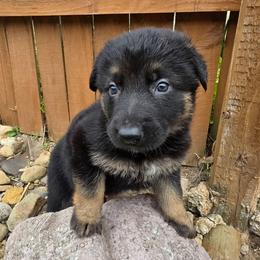 Female 4 - Black and tan female German Shepherd puppy in Leon, West Virginia from Heart2Heart Kennels